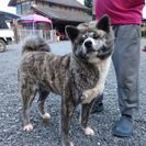 人懐っこいメスの秋田犬です