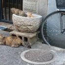 保護してる子猫２匹とお母さん猫の里親募集 - 柏原市