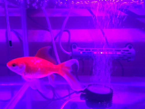 金魚 熱帯魚好きさん 綾坂薙 二俣川のその他のメンバー募集 無料掲載の掲示板 ジモティー