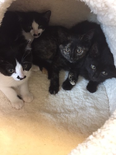 2カ月半性格も仕草もかわいい 黒猫ボンくん Npo法人 府中猫の 府中競馬正門前の猫の里親募集 ジモティー
