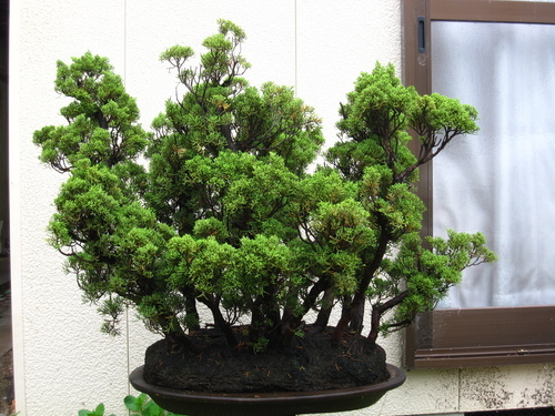 真柏の寄せ植え？かたまり？