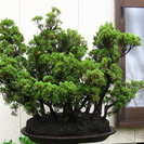 真柏の寄せ植え？かたまり？