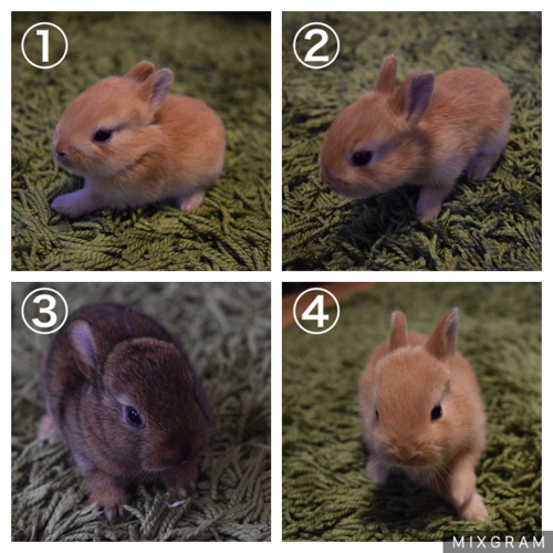 ネザーランドドワーフの仔ウサギ6羽 6月10日生 おやま まるこ 布市のその他の里親募集 ジモティー