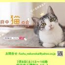 ２カ月半 甘えん坊の子猫♂茶白ニャン - 里親募集