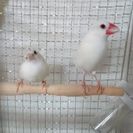 文鳥、十姉妹、ｾｷｾｲｲﾝｺ、ｵｶﾒｲﾝｺの里親募集。