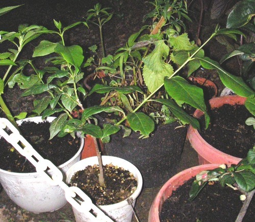 実生苗蝋梅 Haru 安房鴨川のその他の中古あげます 譲ります ジモティーで不用品の処分