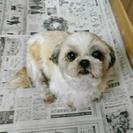 シーズー6歳メス繁殖引退犬の画像