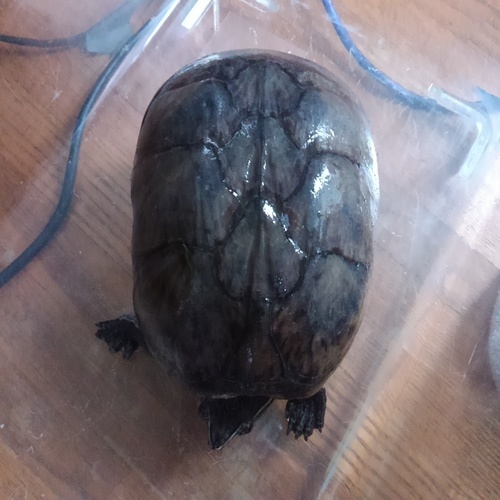 ミシシッピニオイガメです ネード 鳴滝のその他の里親募集 ジモティー