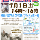 猫の譲渡会やります！　東京都　府中市　猫の里親募集