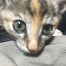 生後1ヶ月以内の猫ちゃん💓 - 明石市
