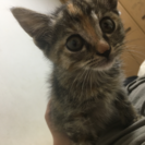 生後1ヶ月以内の猫ちゃん💓 − 兵庫県