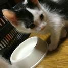 親猫に育児放棄されてしまった白黒模様の可愛い子猫の里親さん募集します