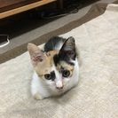生後2ヶ月の元気な三毛猫です - 福岡市