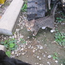 子猫の飼い主募集 − 熊本県