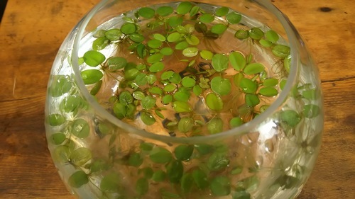 ガラス容器 水槽 めだか メダカ ボトルアクアリウム 観葉植物に と浮草のセット おまけ しんたろうくん 姪浜のその他の中古あげます 譲ります ジモティーで不用品の処分