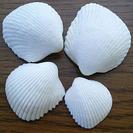 貝殻祭⑧ 白 二枚貝 ４枚
