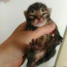 生まれてすぐに育児放棄された猫、6月24か25日生まれ八千代市 − 千葉県