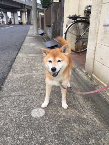 豆柴 女の子 10歳 ゆずぽん 名古屋の柴犬の里親募集 ジモティー