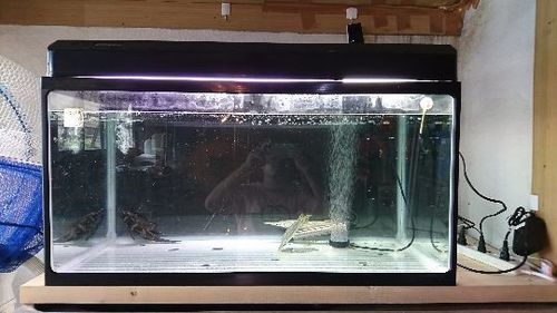 水槽コトブキ90cm☆熱帯魚☆スポッデッドガー2匹