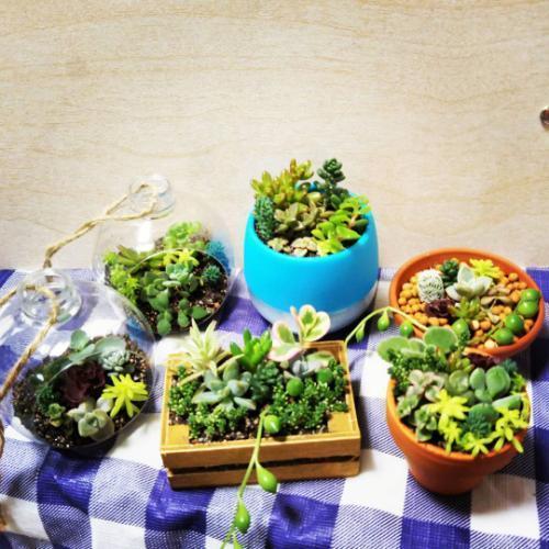 多肉植物寄せ植え 木箱茶 オリーブ 南熊本のその他の中古あげます 譲ります ジモティーで不用品の処分