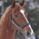 競馬、馬好きな方