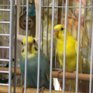 セキセイインコね雄雌です。手乗りで生後3ヵ月でとても慣れていて、...