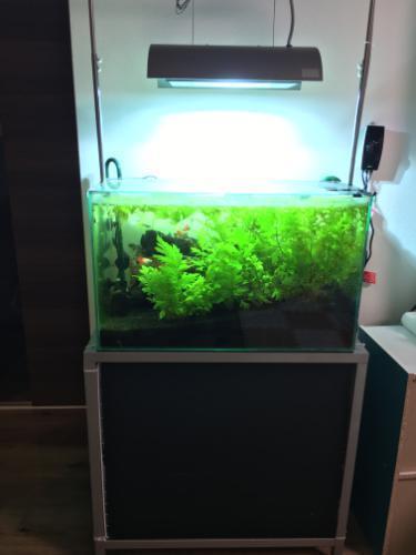 【取引中】60cm水槽セット\u0026生体