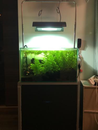 お取引き中アクアデザインアマノ 水槽セット