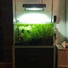 【取引中】60cm水槽セット&生体