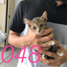 💖里親決定💖生後1ヵ月の白キジ子猫