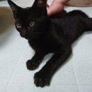 生後4～5ヶ月の子黒猫ちゃんです！受付中止中