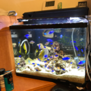 45cm水槽とルリスズメダイ、チョウチョウウオ他一式