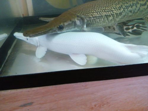 熱帯魚プラチナアリゲーターガー難あり京都引き取り限定 ドドイツ 宇治のその他の中古あげます 譲ります ジモティーで不用品の処分 熱帯魚プラチナアリゲーターガー難あり京都引き取り限定 ドドイツ 宇治のその他の中古あげます 譲ります ジモティーで不用品の処分