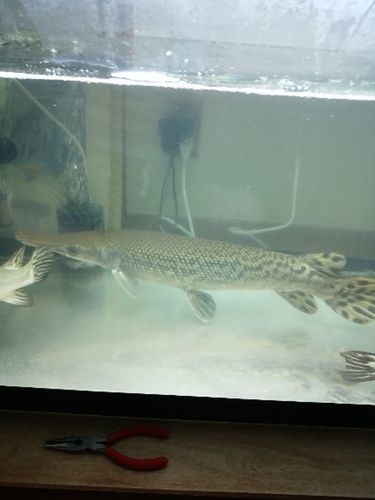 イエローフィンアリゲーターガー　約60㎝以上　京都引き取り限定
