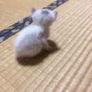 可愛い白猫の子猫ちゃん - 猫