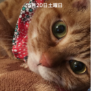 猫好きの40代後半です