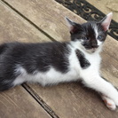 6月中ごろ生まれ　ミケ、キジ白、白黒、黒2匹の　仔猫5匹　里親募集 − 千葉県
