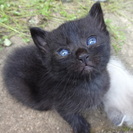 6月中ごろ生まれ　ミケ、キジ白、白黒、黒2匹の　仔猫5匹　里親募集 - 里親募集