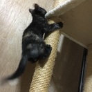 かわいいサビ猫ちゃんです。 - 天草市