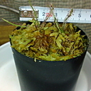 食虫植物 イトバモウセンゴケ Drosera filiformi...