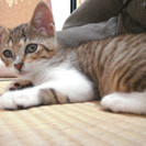生後３ヶ月半の子猫 (里親決まりました) − 茨城県