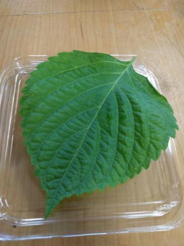 韓国本場の味 エゴマの葉っぱ フニ 大和の家具の中古あげます 譲ります ジモティーで不用品の処分 韓国本場の味 エゴマの葉っぱ フニ 大和の家具の中古あげます 譲ります ジモティーで不用品の処分