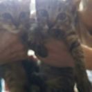 緊急で2匹の子猫ちゃんの里親を福岡県内で募集しております。