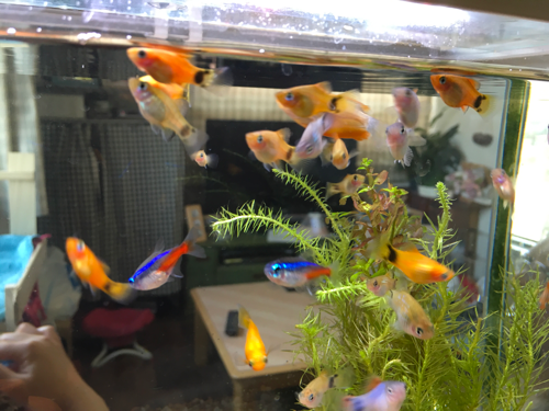 熱帯魚 ミッキーマウスプラティ 育魚 モモ 伊勢中川のその他の中古あげます 譲ります ジモティーで不用品の処分 熱帯魚 ミッキーマウスプラティ 育魚 モモ 伊勢中川のその他の中古あげます 譲ります ジモティーで不用品の処分