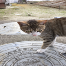 子猫ちゃんの里親募集中 - 猫