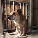 新しい飼い主さんが決まりました。ありがとうございました。 - 松山市