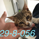 【里親募集】萩市保健所 生後4ヵ月 6匹の兄弟子猫が収容されていますの画像