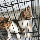 【里親募集】萩市保健所 生後4ヵ月 6匹の兄弟子猫が収容されています - 里親募集