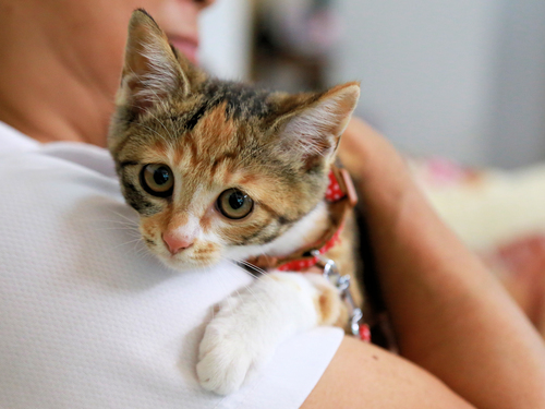 おっとりした性格の三毛猫 里親募集 みけこ 湯本の猫の里親募集 ジモティー
