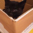 かわいい黒猫✨子猫です